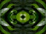 Eye of leaves (Mandala-HH3_111103_1771-Edit)