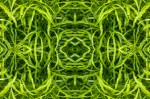 Weave of leaves (Mandala-HH3_120812_9774-Edit)