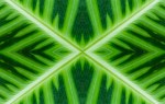 Maranta x-rays (Mandala-HH3_120909_0106-Edit)