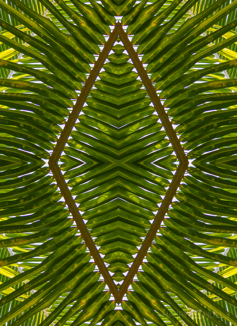 Palm frond shield (Mandala-Palm fronds 01-Edit)