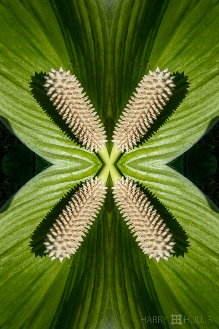 Spadi-X (Mandala-HH3_121002_0207-Edit)