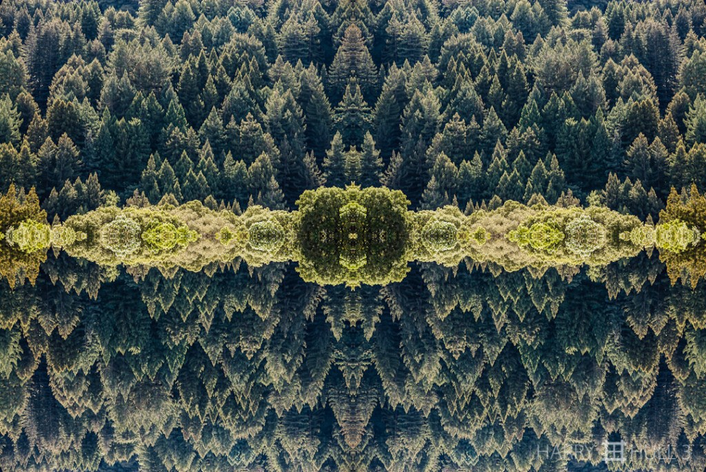 Forest and trees (Mandala-Redwood Park hike March06-Edit)