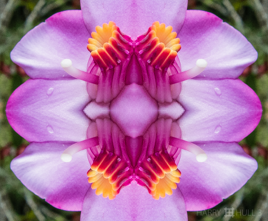 Flagrant flower. Photo close-up of melastome flower, Finca Cantaros, San Vito, Costa Rica.