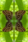 Butterfly petals, study 1 (Mandala-HH3_120909_9832-Edit)