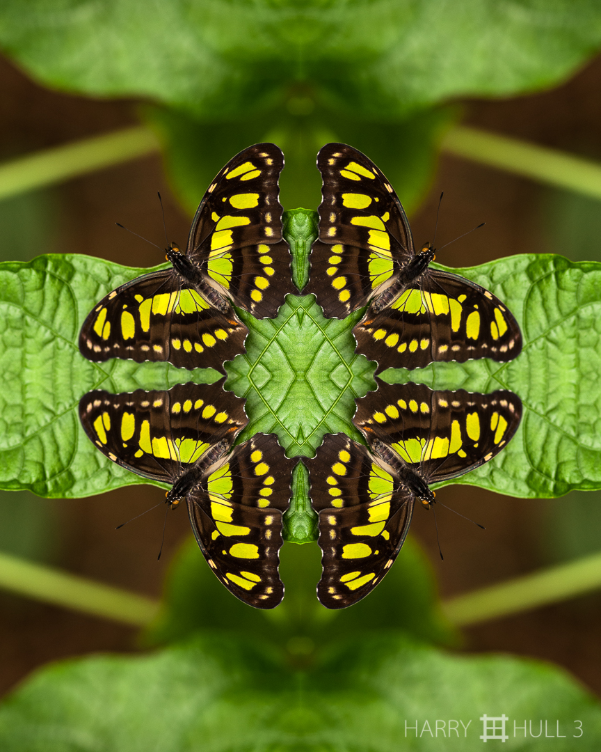 Butterfly petals, study 2. Photo of "Malachite", Siproeta stelenes biplogiata, Butterfly Paradise near Uvita, Costa Rica.