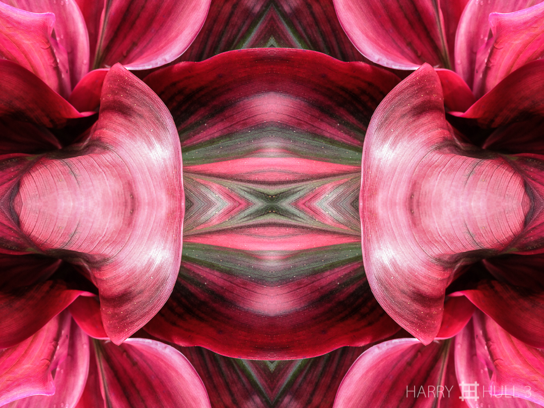 Cordyline coronets. iPhone photo of cordyline leaves, Paraiso de Heliconias, San Vito, Costa Rica.