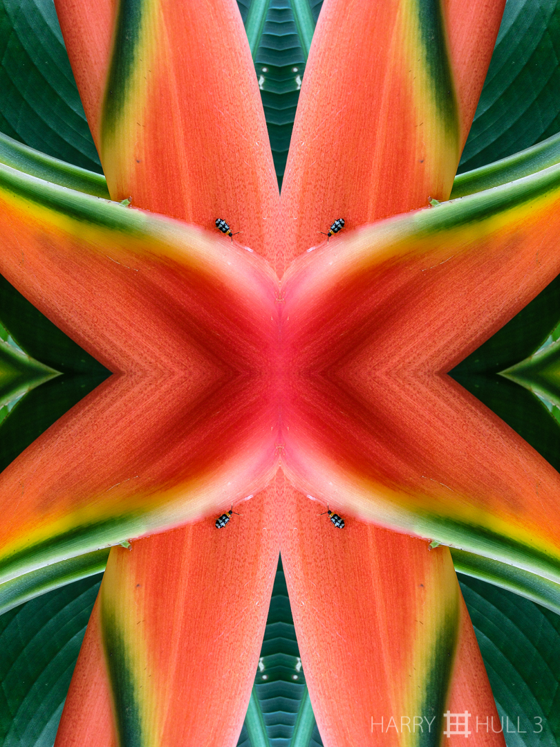 Heliconia and friend. Photo of heliconia inflorescence with insect, Paraiso de Heliconias, San Vito, Costa Rica.