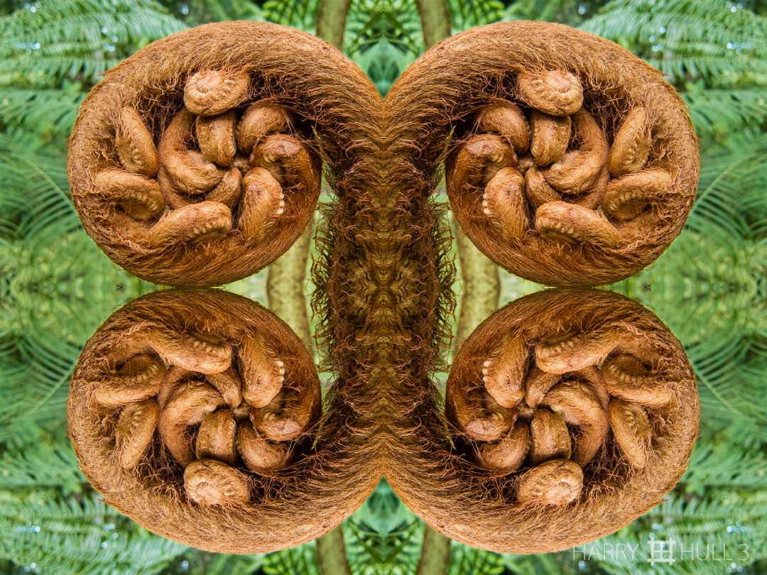 Fiddlehead monogram. Photo of uncoiling fiddlehead of large fern in the Wilson Botanical Garden, San Vito, Costa Rica.