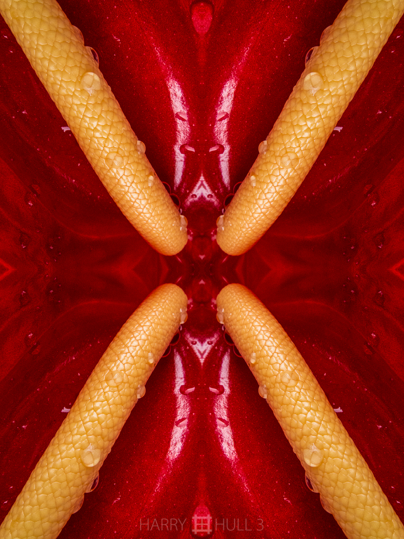 Anthurium X. Photo close-up of Anthurium inflorescence, Wilson Botanical Garden, San Vito, Costa Rica.