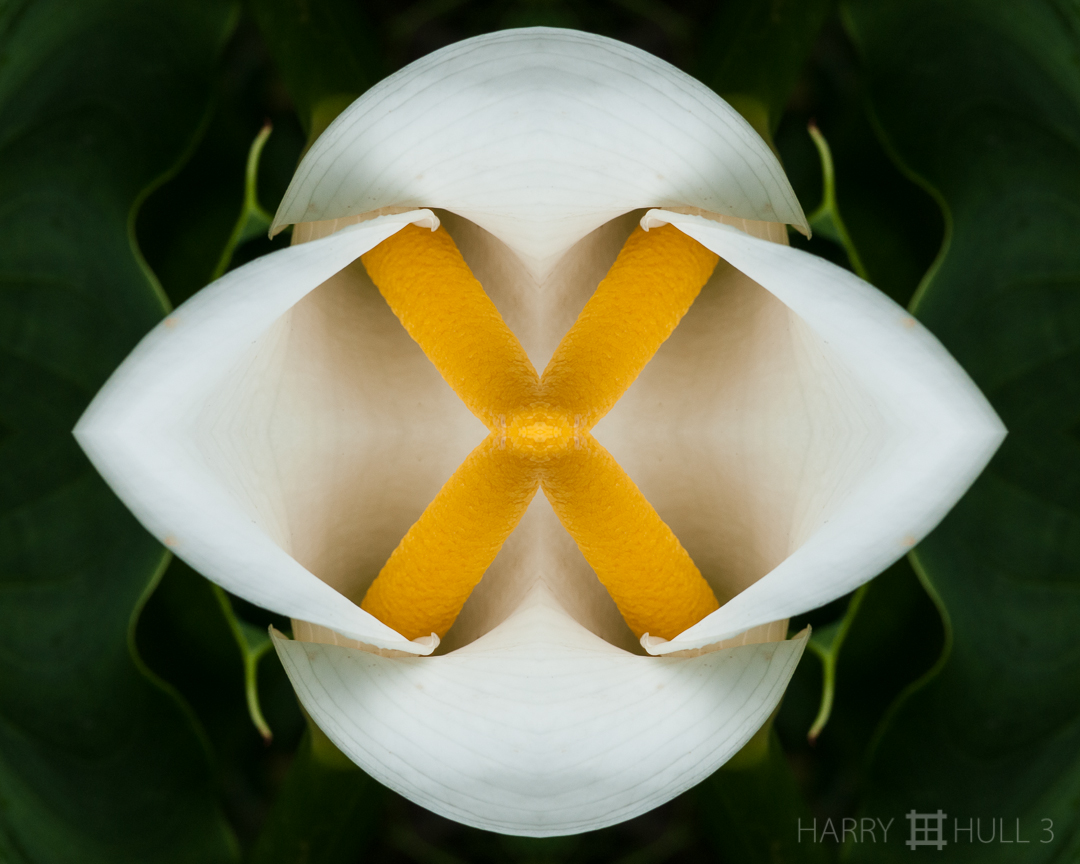 Calla lily: view 2. Photo close-up of spathe and spadix of calla lily, Wilson Botanical Garden, San Vito, Costa Rica.
