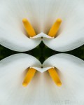 Calla lily: view 1 (Mandala-HH3_121128_0775-Edit)