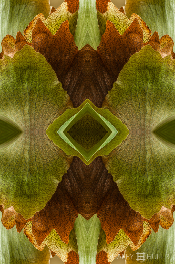 Fern grotto: version 1. Photo of staghorn fern leaves, Cabinas las Manzanas, Copey, Costa Rica.