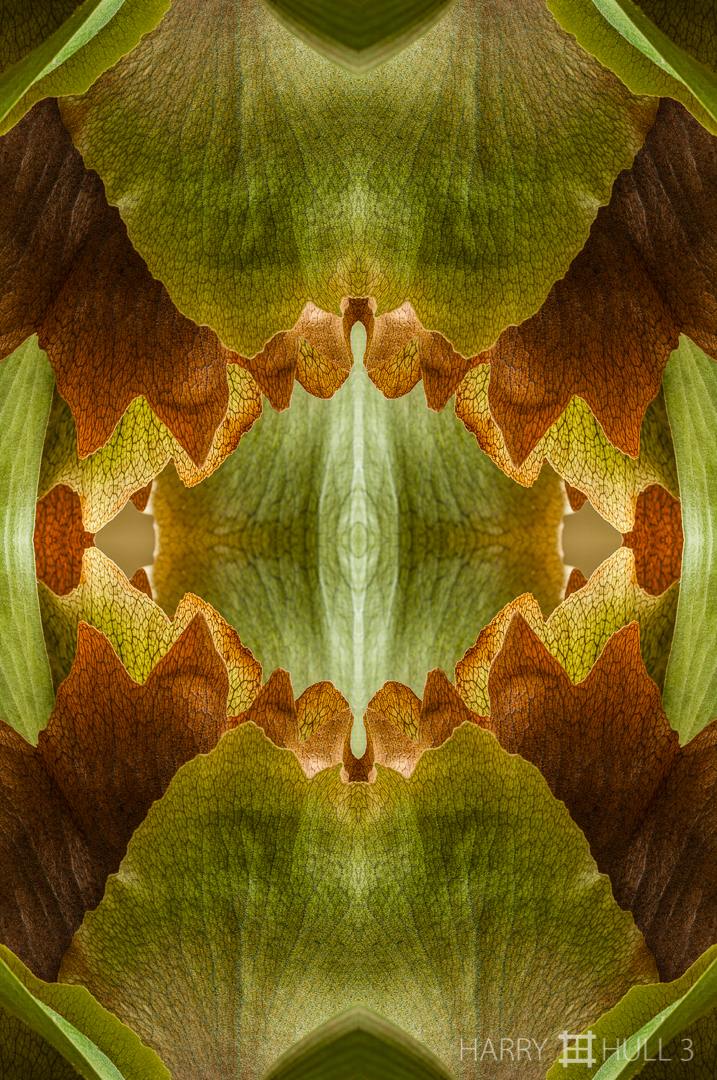 Fern grotto: version 2. Photo of staghorn fern leaves, Cabinas las Manzanas, Copey, Costa Rica.