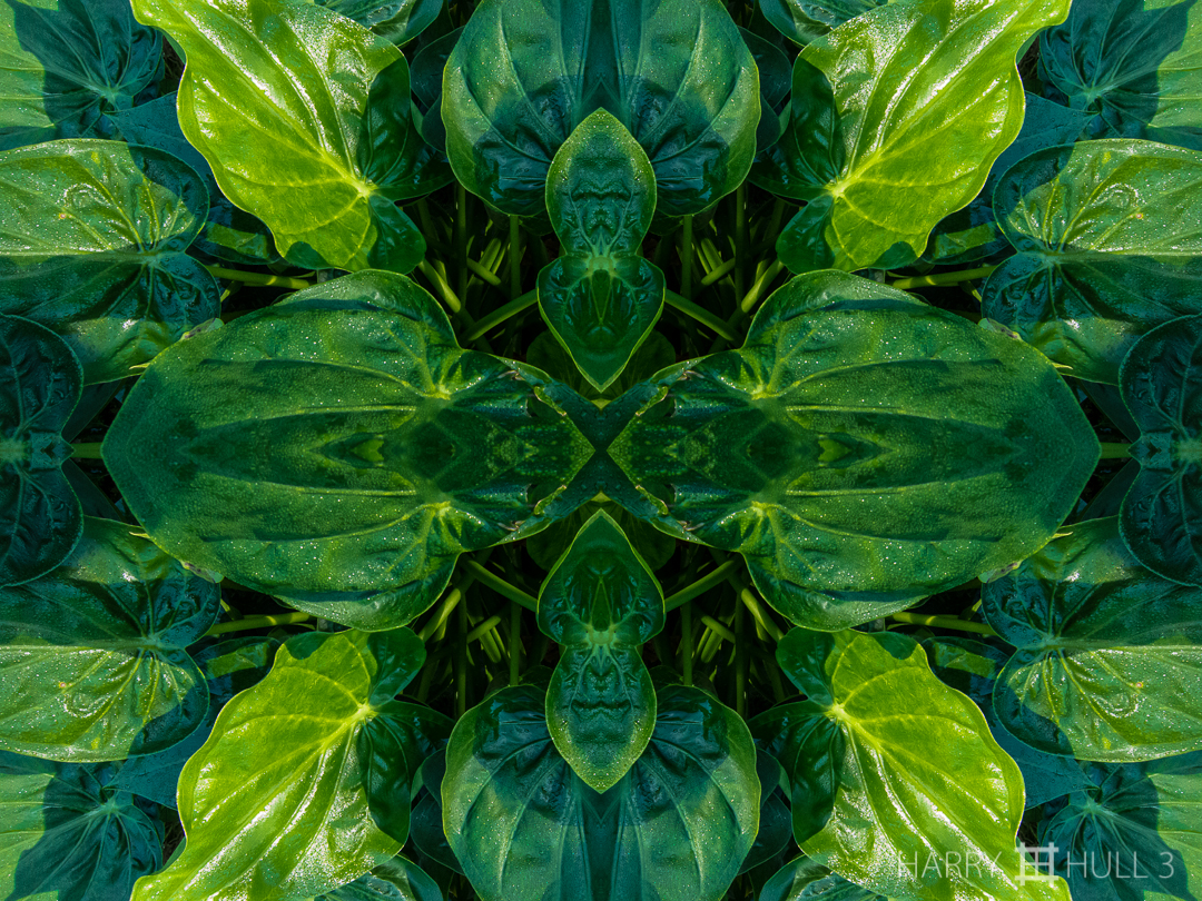 Leaf faces. Photo of anthurium leaves, Finca Cantaros, San Vito, Costa Rica.