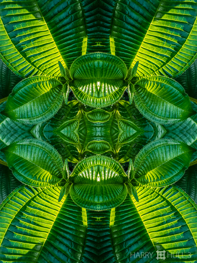 Melastome matrix: version 2. Photo of melastome leaves, Finca Cantaros, San Vito, Costa Rica.