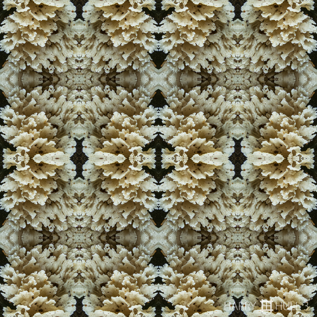 Fungi fantasy (double mandalagraph). Photo of fungi on dead log in forest, Lapa Rios, Osa Peninsula, Costa Rica.