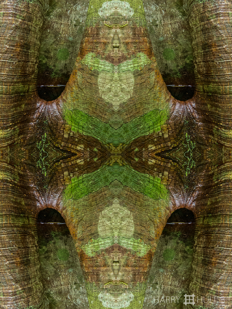 Tree demon. Photo close-up of cavity in tree trunk, forest of Lapa Rios Lodge, Osa Peninsula, Costa Rica.