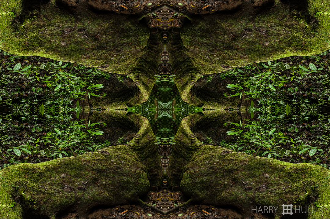 Root entry. Photo of long buttress roots of a tree in forest of Lapa Rios Lodge, Osa Peninsula, Costa Rica.