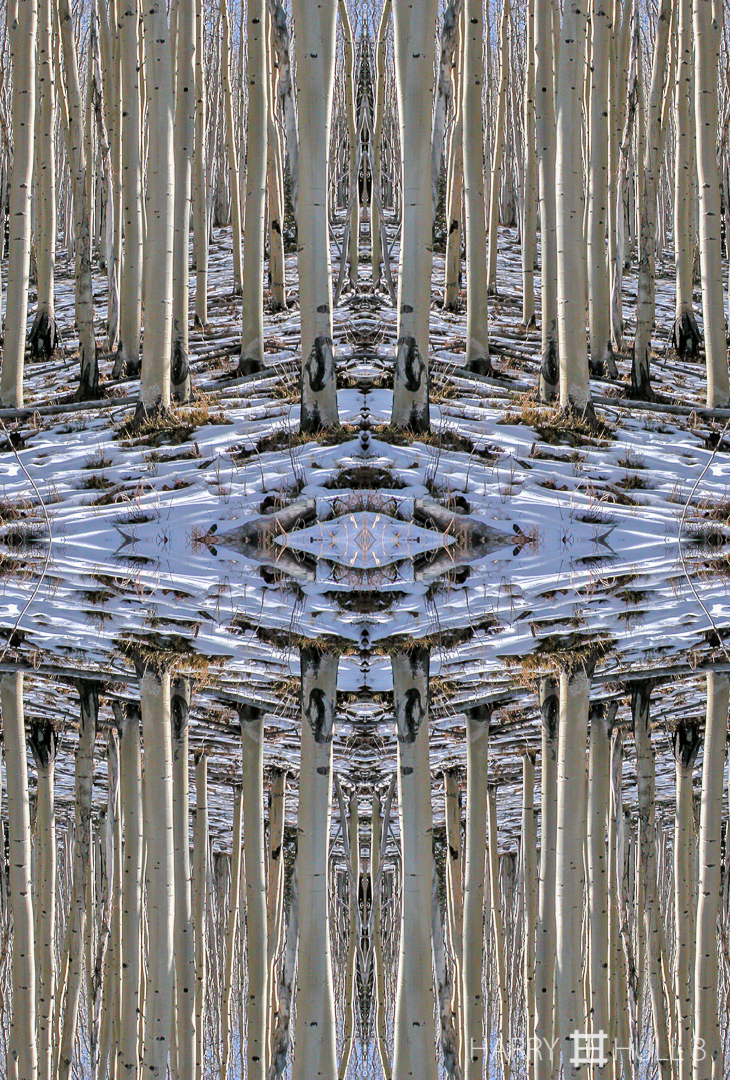 Aspen standing, winter. Photo of aspen forest in winter, New Mexico.