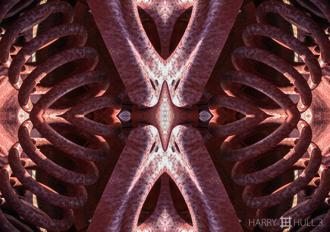 Auto parts: version 3. Photo of details of wrecked automobile on flanks of Mount Tamalpais in the State Park, Marin County, California.