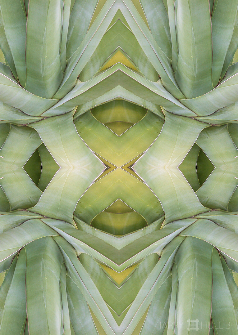 Agave crypt. Photo of agave plant near Tucson, Arizona.
