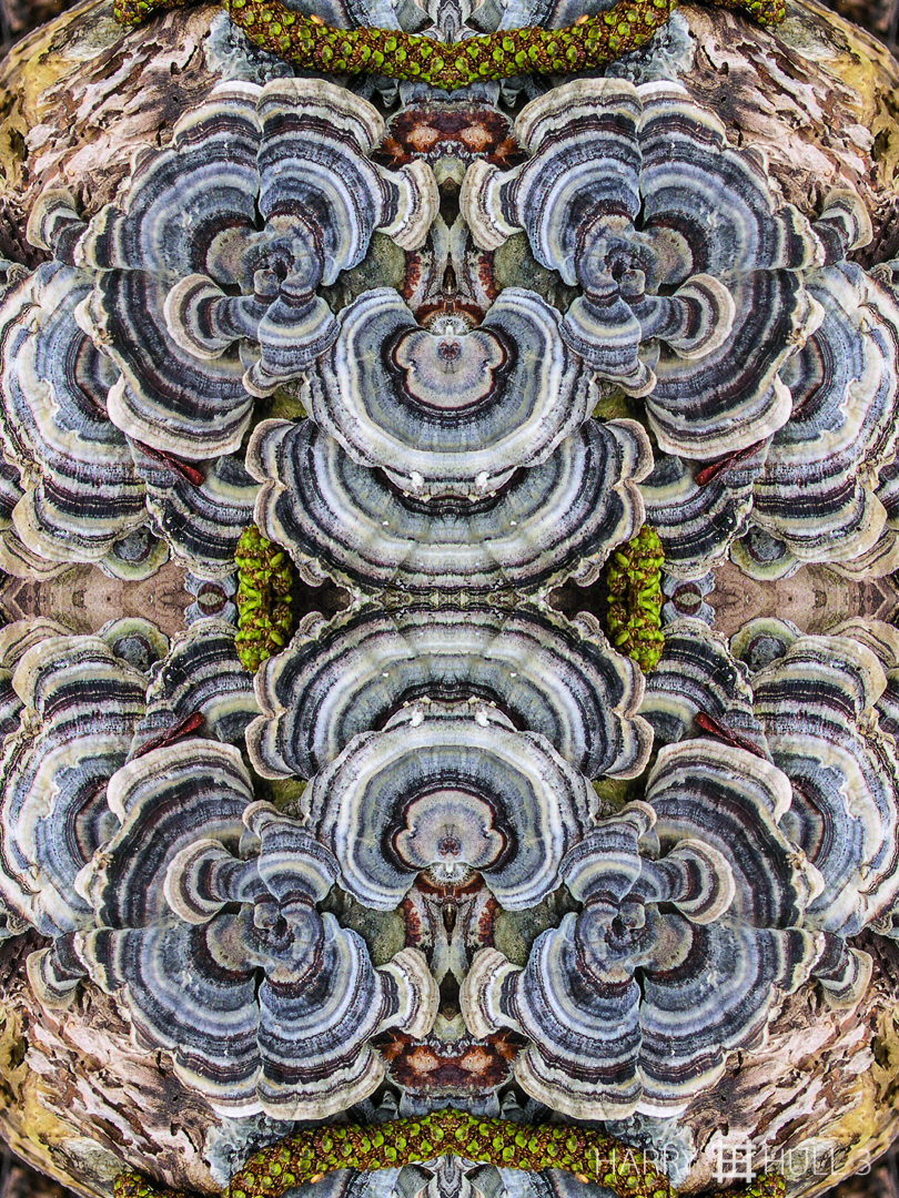 Fungi cluster. Photo of shelf or bracket fungi on a decaying log, Northern California.