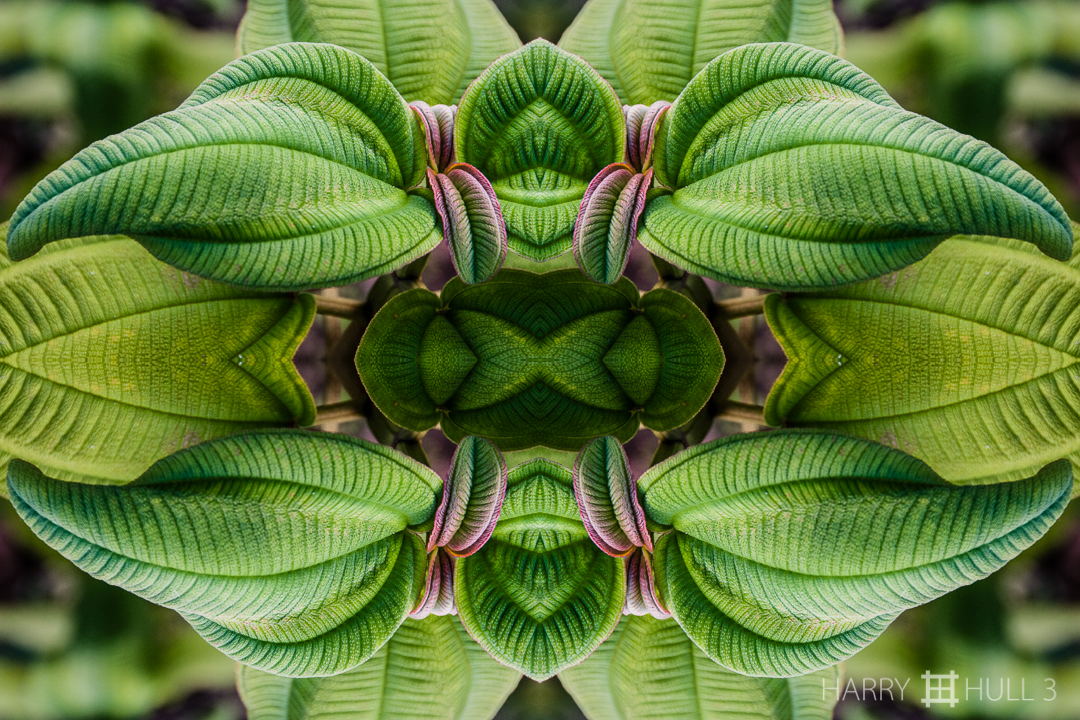 New leaves. Photo of new, purple-tinged melastome leaves, Finca Cantaros, San Vito, Costa Rica.