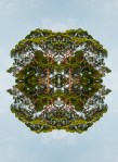 Tree flight (Mandala-HH3_120224_9181-Edit)