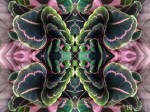 Maranta swirl (Mandala-HH3_121103_0824-Edit)
