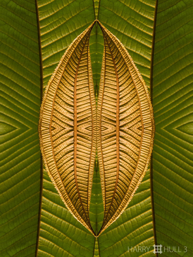 Leaf quilt. Photo of emerging and older melastome leaves, Finca Cantaros, San Vito, Costa Rica.