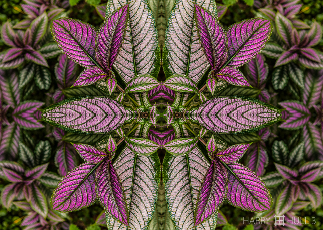 Persian shield. Photo of leaves of Strobilantes dyeriana (Persian Shield) in a garden at Lapa Rios Ecolodge, Osa Peninsula, Costa Rica.