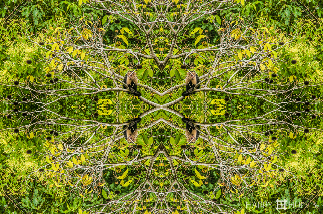 Canopy monkey. Photo of White-faced Capuchin monkey in tree top near Lapa Rios Ecolodge, Osa Peninsula, Costa Rica.