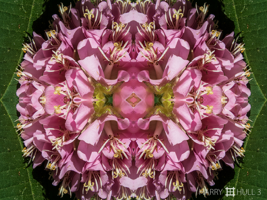Flower jewel. Photo of dombeya flower, Finca Cantaros, San Vito, Costa Rica.