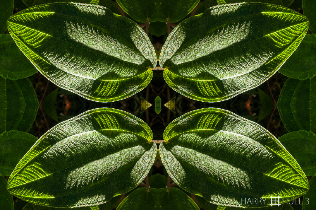 Leaf light: version 1. Photo of melastome leaves in early morning light, Finca Cantaros, San Vito, Costa Rica.