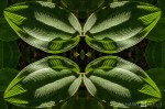 Leaf light: version 1 (Mandala-HH3_130106_0984-Edit-2)