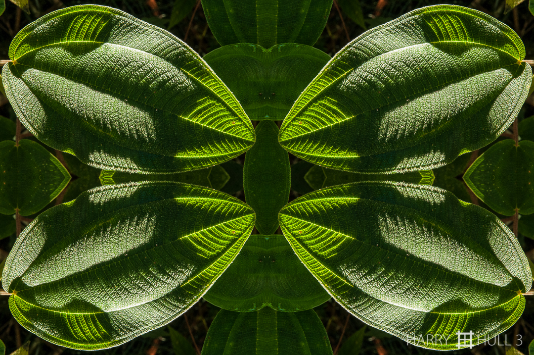 Leaf light: version 2. Photo of melastome leaves in early morning light, Finca Cantaros, San Vito, Costa Rica.
