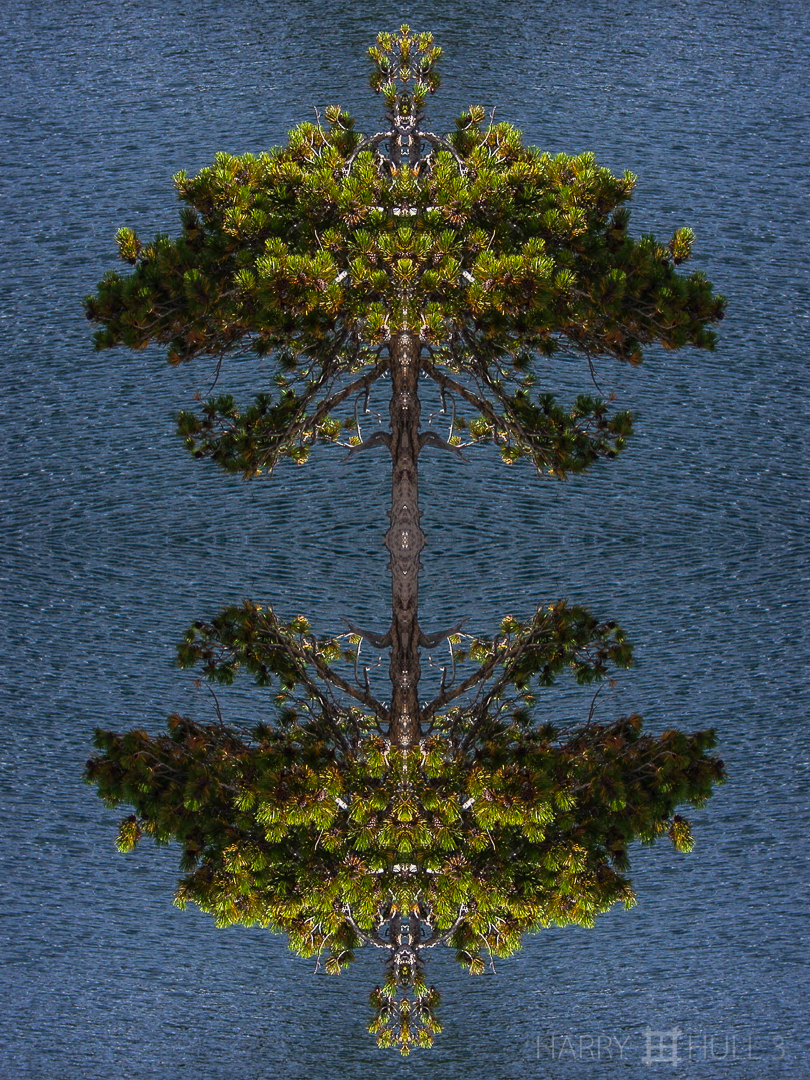 Pine scepter. Photo of pine tree growing from rock ledge at Kirkwood Lake, California.