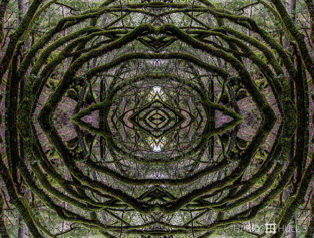 Tree web. Photo of arching trees in winter, Mount Tamalpais State Park, Marin County, California.