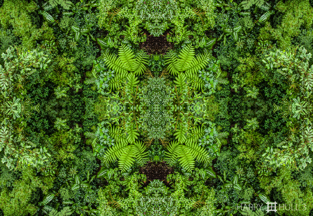 Tropical forest floor. Photo of rainforest floor from a canopy suspension bridge, Monteverde, Costa Rica.