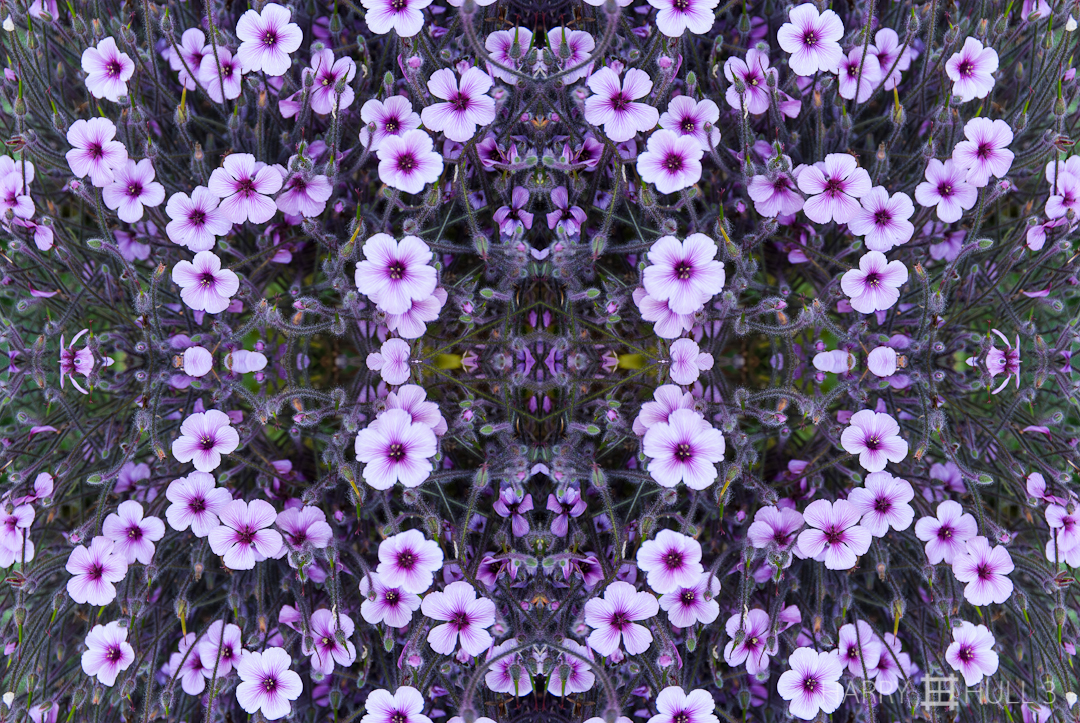 Flower bed. Photo taken in community garden, Fort Mason, San Francisco, California.