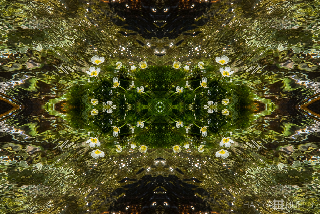 Water world: aquatic flowers. Photo of flowers growing in small creek, Lassen Volcanic National Park, California.