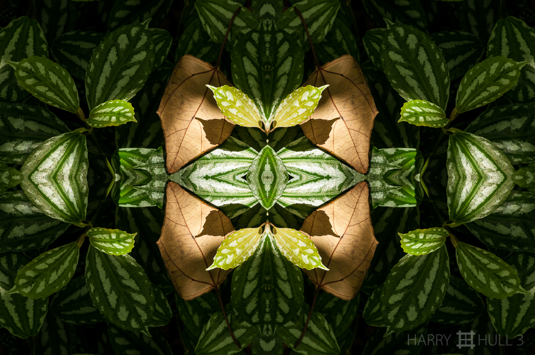 Forest light. Photo of rainforest floor, Osa Peninsula, Costa Rica.