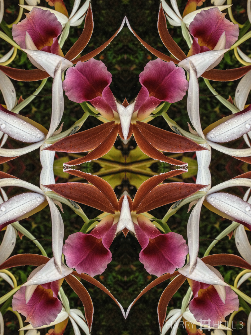 Orchid ballet. iPhone photo of orchids, Finca Corteza, San Vito, Costa Rica.