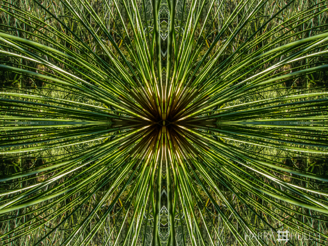 Papyrus pattern. Photo of head of a papyrus plant, Finca Cantaros, San Vito, Costa Rica.