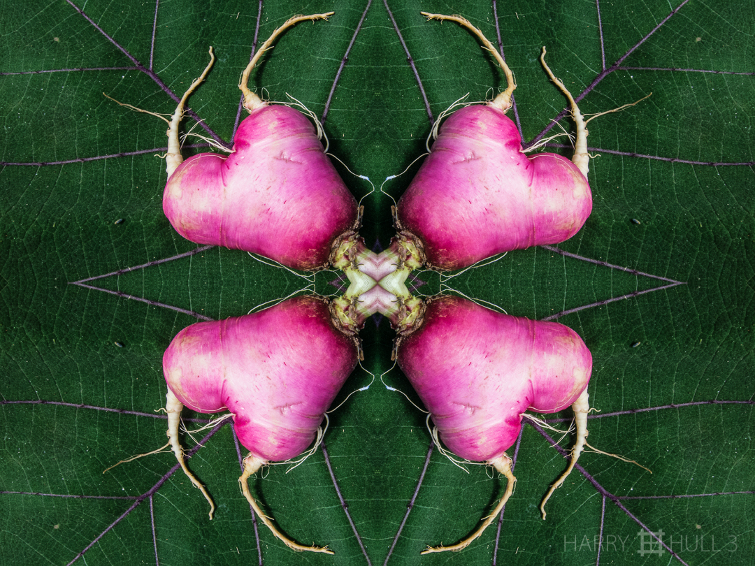 Radish valentine. Photo of heart-shaped radish on leaf.