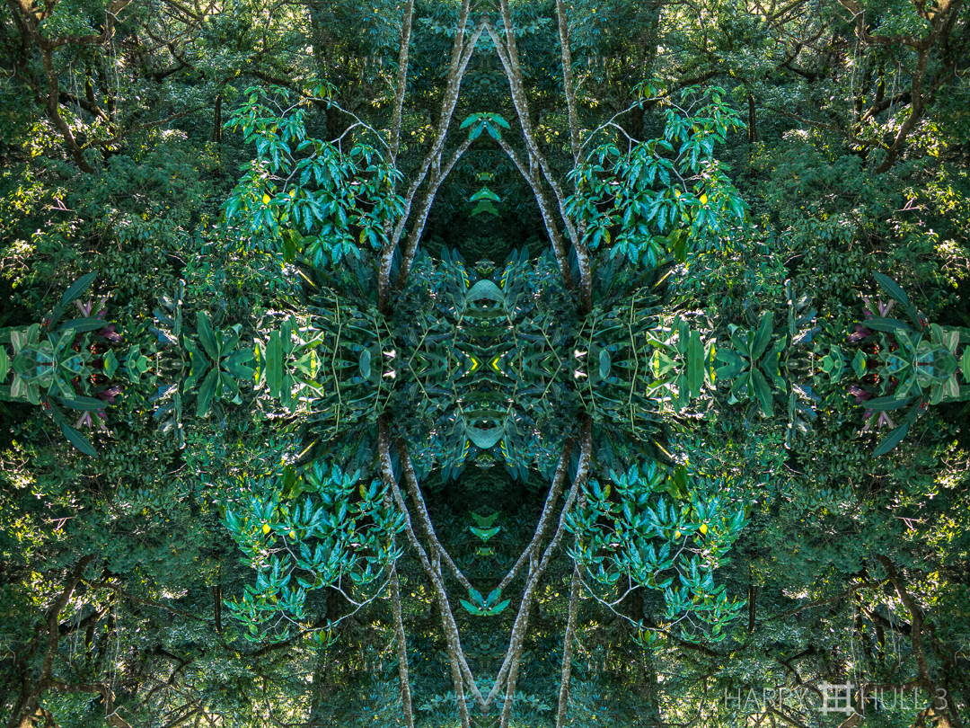 Forest baroque. Photo of forest canopy, El Roble de Heredia, Costa Rica.