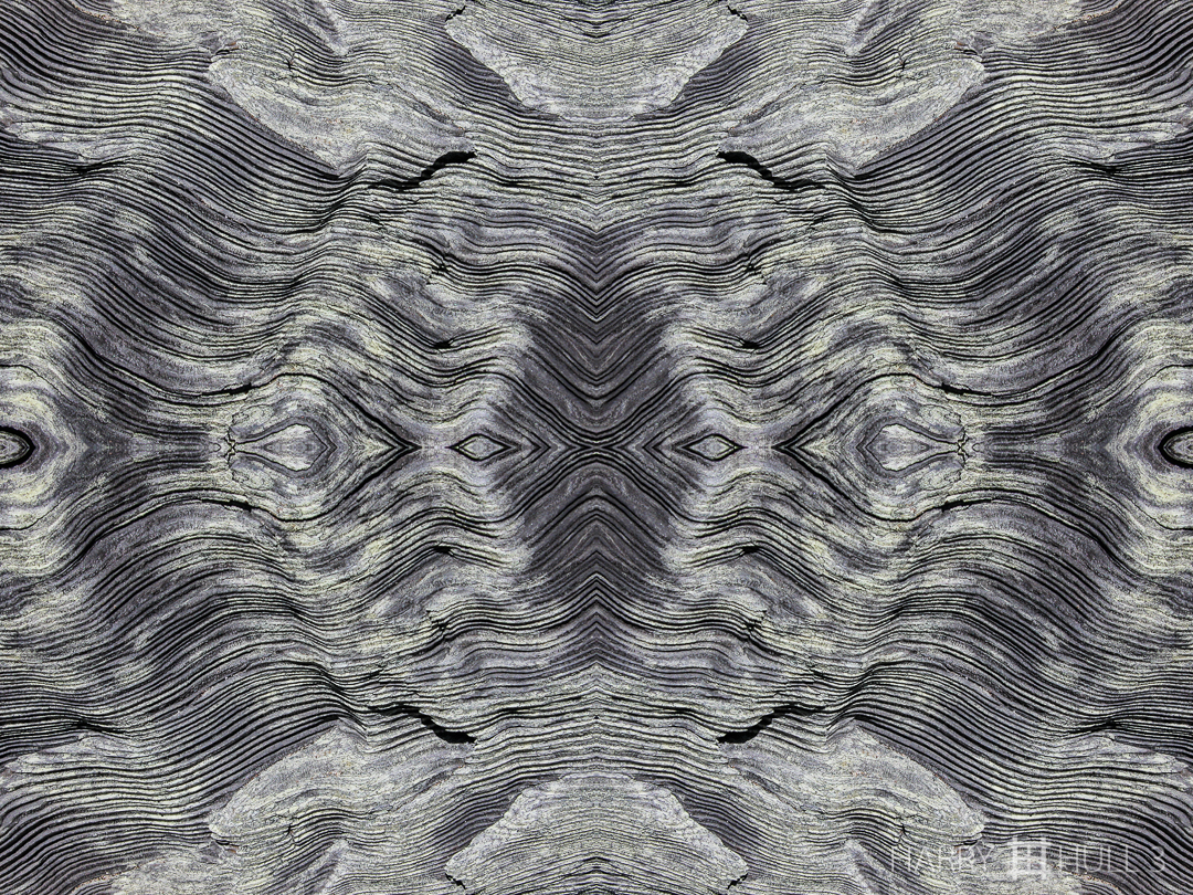 Wood waves: version 2. Photo of weathered driftwood, Point Reyes National Seashore, California.