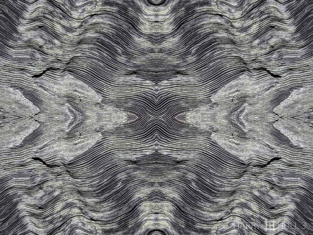 Wood waves: version 3. Photo of weathered driftwood, Point Reyes National Seashore, California.