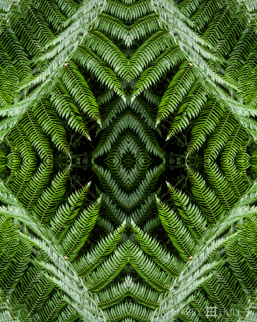 Fern trap. Photo of ferns at forest edge, Haciena la Amistad, las Mellizas, Costa Rica.