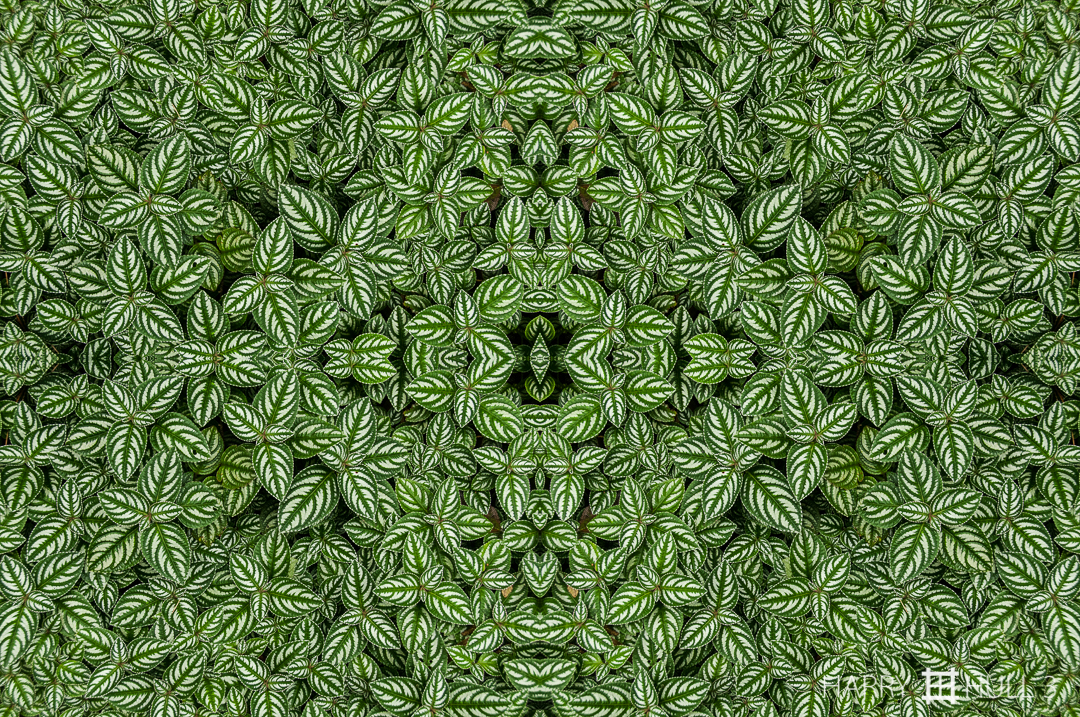 Forest floor carpet. Photo of small-leaved ground cover along forest trail, Las Cruces Biological Station, San Vito, Costa Rica.